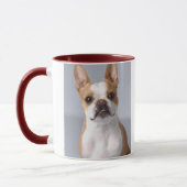 Light Brown Boston Terrier Dog Mok (Links)