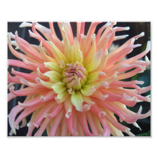 Light Dahlia 10x8 Foto Afdruk