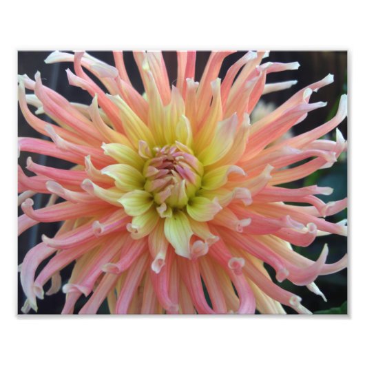 Light Dahlia 10x8 Foto Afdruk (Voorkant)