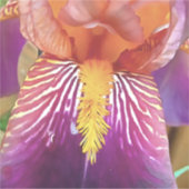 Light Iris Macro Artistic Abstract Sticker (Voorkant)