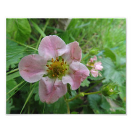Light Roze aardbei Blossom Floral Foto Afdruk