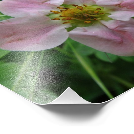 Light Roze aardbei Blossom Floral Foto Foto Afdruk (Hoek)