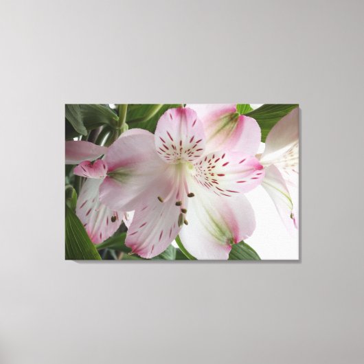 Light Roze alstroemeria Canvas Afdrukken (Voorkant)