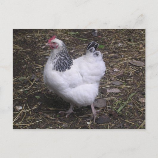 Light Sussex Hen Briefkaart (Voorkant)