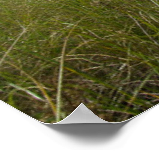 Lighthouses | Lighthouse Massachusetts Poster (Hoek)