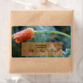 Lightly Frosted Orange California Poppy Etiket (Insitu)