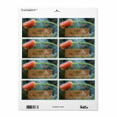 Lightly Frosted Orange California Poppy Etiket (Full Sheet)