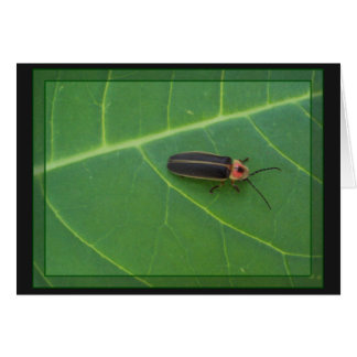 Lightning Bug op Leaf