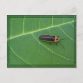 Lightning Bug op Leaf Briefkaart (Voorkant)