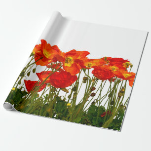 Lijn rode papaver, geïsoleerd, achtergrond, schoon cadeaupapier
