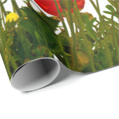 Lijn rode papaver, geïsoleerd, achtergrond, schoon cadeaupapier (Rol Hoek)