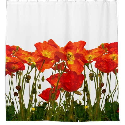 Lijn rode papaver, geïsoleerd, achtergrond, schoon douchegordijn (Voorkant)