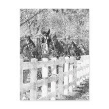 Lijn van Amish Horses Black en white