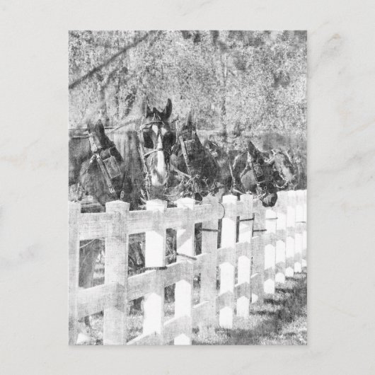 Lijn van Amish Horses Black en white Briefkaart (Voorkant)