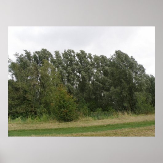 Lijn van het Landschap van de Bomen van de Leiding Poster (Voorkant)