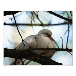 Lijnhoofd Foto Afdruk