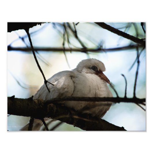 Lijnhoofd Foto Afdruk (Voorkant)