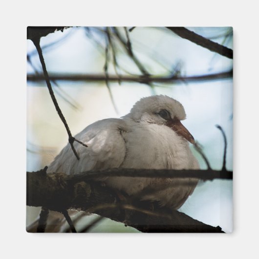 Lijnhoofd Magneet (Voorkant)