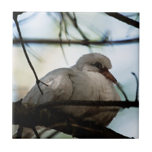 Lijnhoofd Tegeltje (Voorkant)