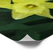 Lijst Daffodil over groene olievlekken Poster (Hoek)