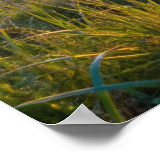 Lijst TV Samsung Poster (Hoek)