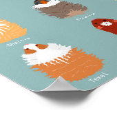 Lijst van cavia-rassen poster (Hoek)