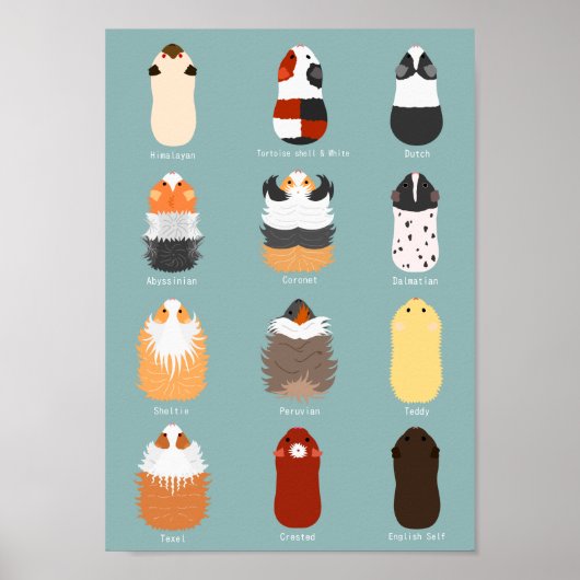 Lijst van cavia-rassen poster (Voorkant)
