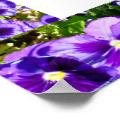 Lijst van het Paarse Afbeelding van Pansies, Poste Poster (Hoek)