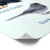 lijst van wintervogels in de VS Poster (Hoek)