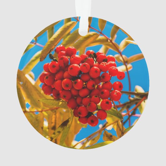 Lijsterbes Ornament (achterkant)