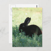 Lil Black Bunny Briefkaart (Voorkant / Achterkant)