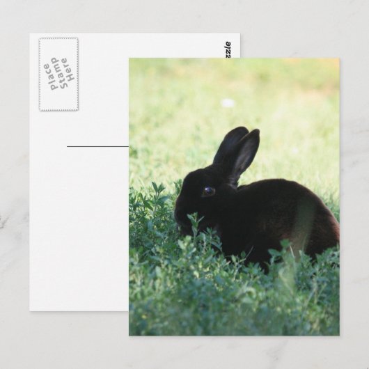 Lil Black Bunny Briefkaart (Voorkant / Achterkant)
