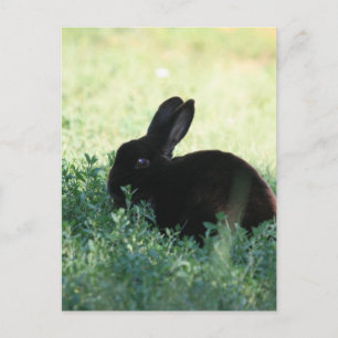 Lil Black Bunny Briefkaart