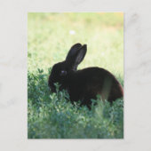 Lil Black Bunny Briefkaart (Voorkant)