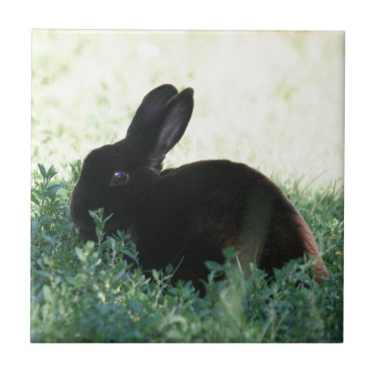Lil Black Bunny Tegeltje (Voorkant)