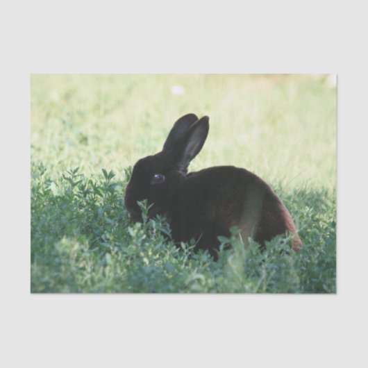 Lil Black Bunny Tissuepapier (Voorkant)