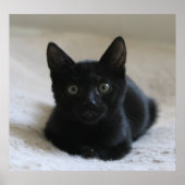 Lil Black Kitten Poster (Voorkant)