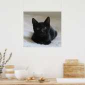 Lil Black Kitten Poster (Keuken)