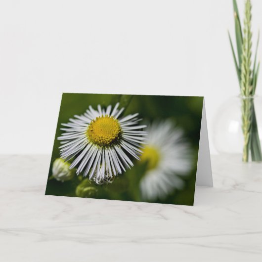 Li'l Daisies Kaart (Voorkant)