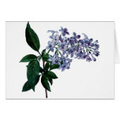 lila (Voorkant Horizontaal)