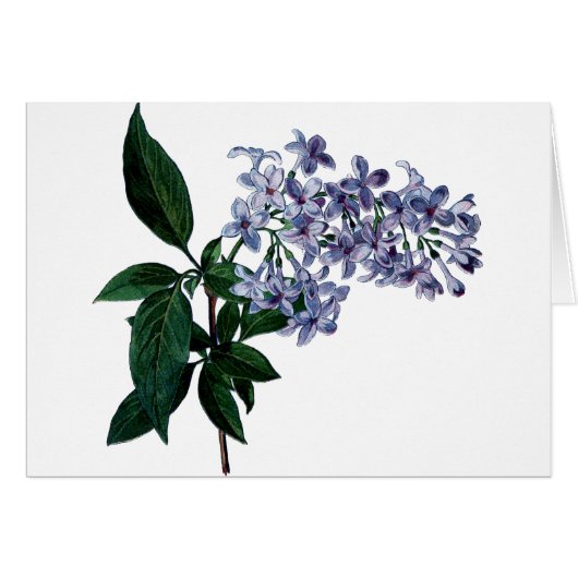  lila (Voorkant Horizontaal)