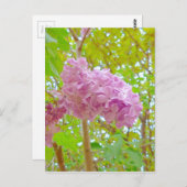 Lila 紫 丁 花 さ香む onder spanning briefkaart (Voorkant / Achterkant)