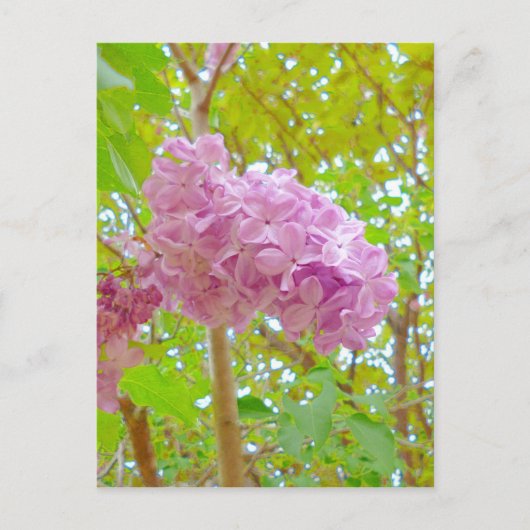 Lila 紫 丁 花 さ香む onder spanning briefkaart (Voorkant)