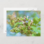 Lila aanjager - Primus Inter Pares Briefkaart (Voorkant / Achterkant)