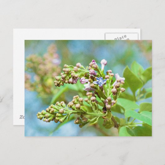 Lila aanjager - Primus Inter Pares Briefkaart (Voorkant / Achterkant)