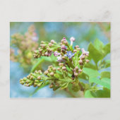 Lila aanjager - Primus Inter Pares Briefkaart (Voorkant)