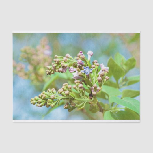 Lila aanjager - Primus Inter Pares Tissuepapier (Voorkant)