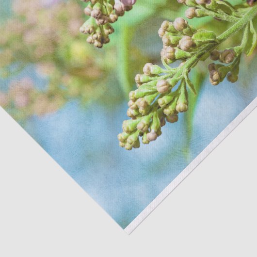 Lila aanjager - Primus Inter Pares Tissuepapier (Detail)