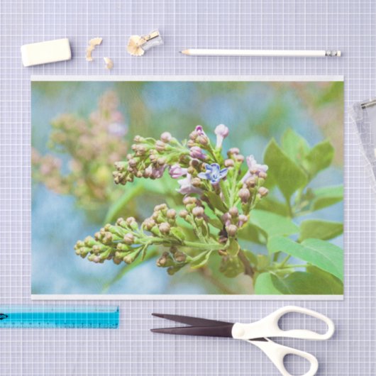 Lila aanjager - Primus Inter Pares Tissuepapier (Craft)