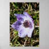Lila blauw Anemone Coronaria Wilde Bloem Schildere Poster (Voorkant)